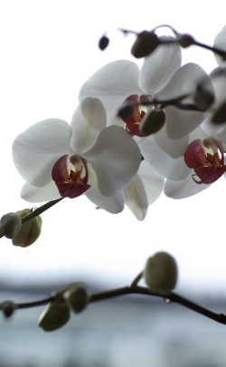 Bild einer Orchidee