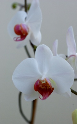 Bild einer Orchidee