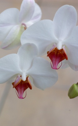 Bild einer Orchidee