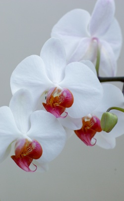 Bild einer Orchidee